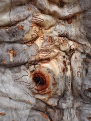 Gumtree